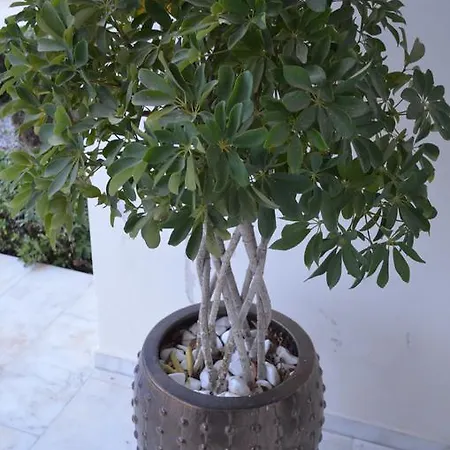 Aparthotel Memories Kremastí